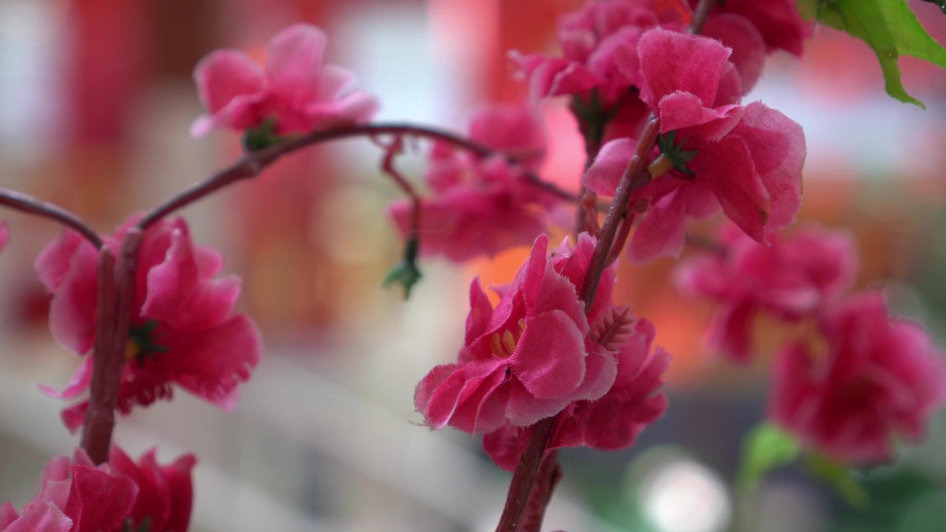 粉色花朵视频的预览图