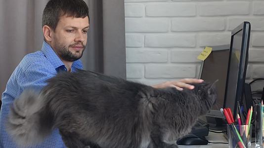 一只灰色的家猫跳上了一个自营职业者和一个工人的桌面视频的预览图