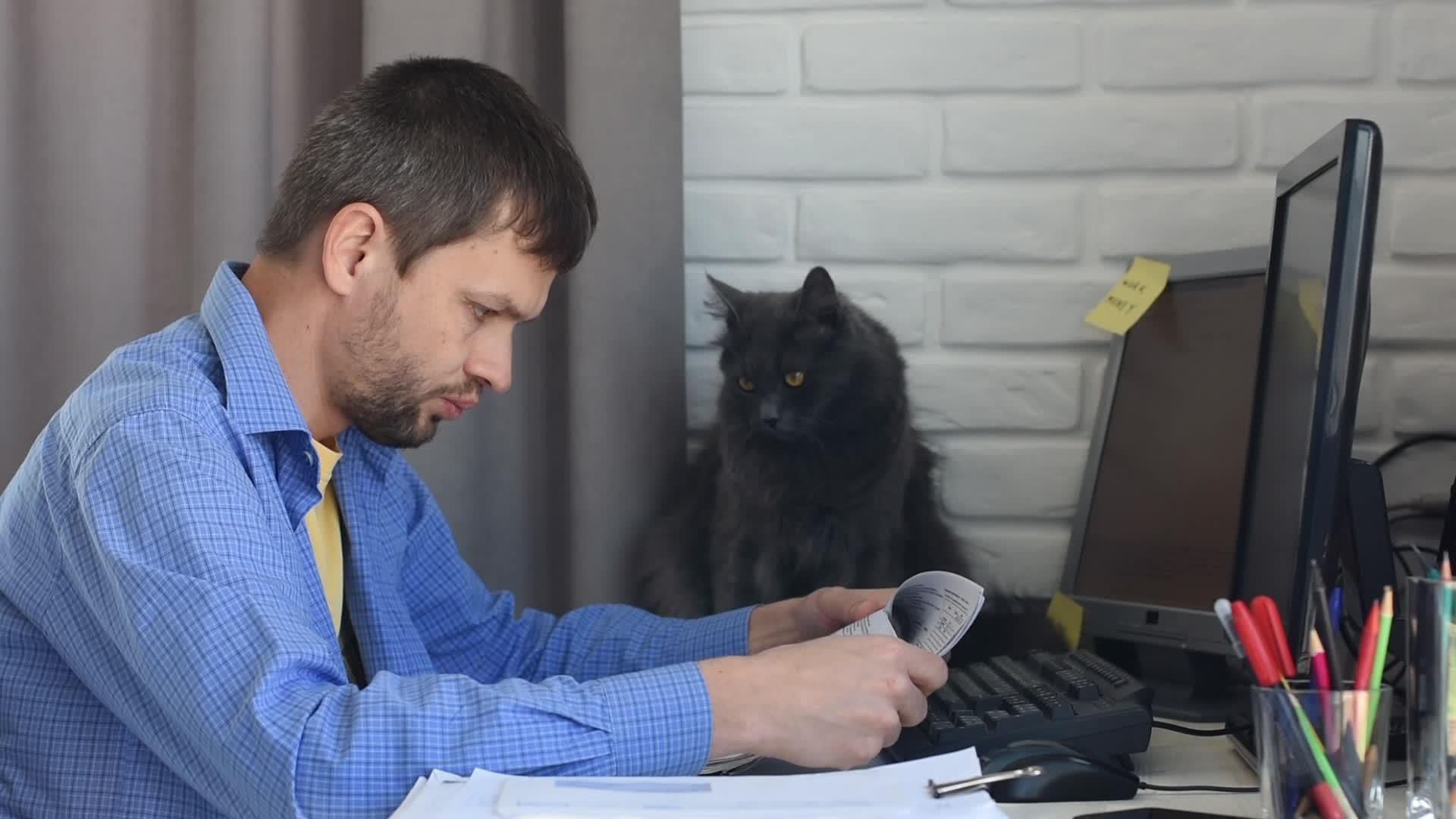 这只猫仔细观察了年轻人如何在家远程工作视频的预览图