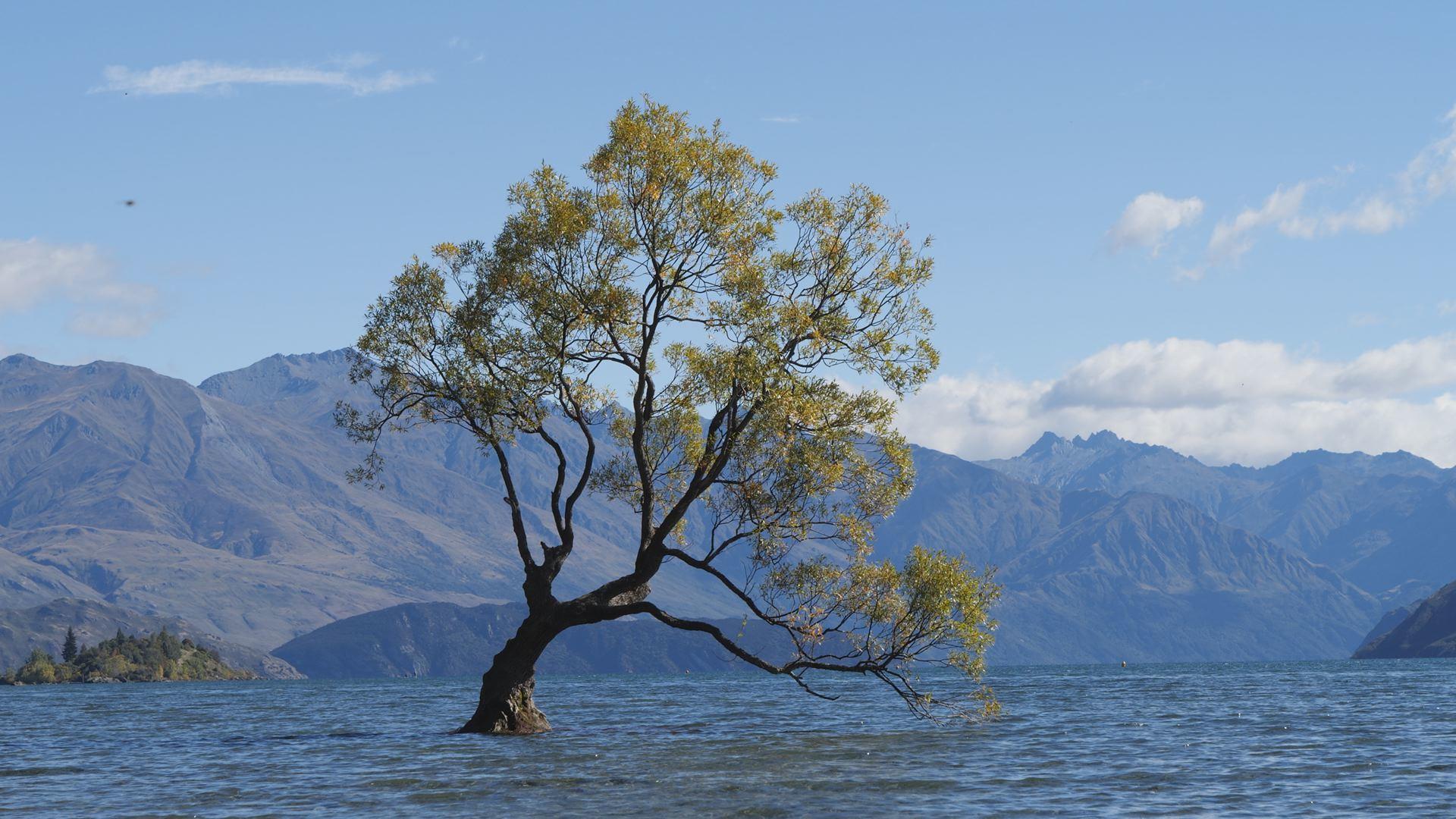 新西兰瓦纳卡湖孤独的树视频的预览图