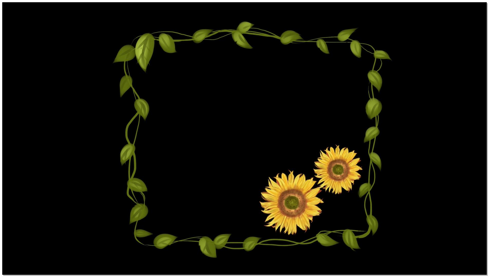 菊花视频框视频的预览图