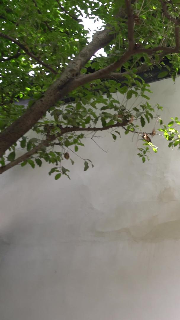 苏州园林网师园精美雕刻砖视频的预览图