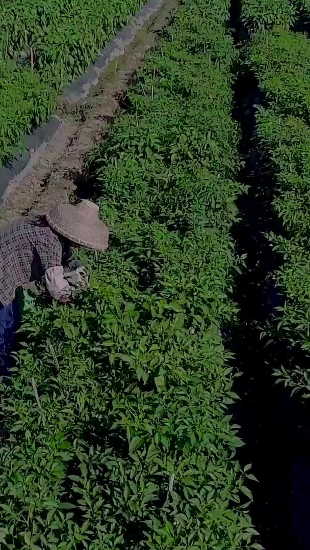 辣椒航拍现代种植视频的预览图