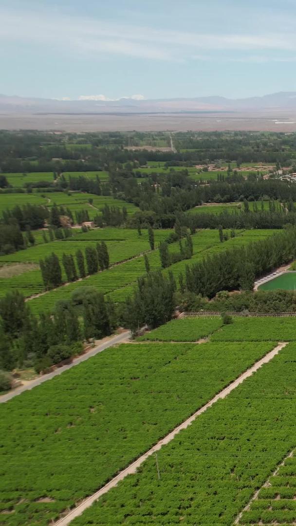 吐鲁番葡萄沟大面积葡萄园航拍5A景区种植视频视频的预览图