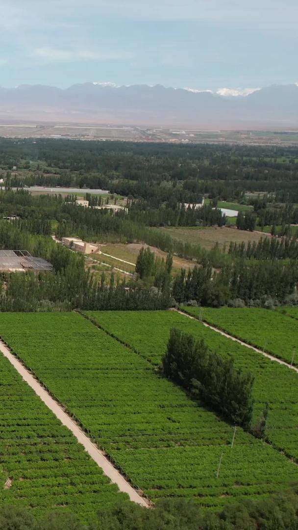 吐鲁番葡萄沟大面积葡萄园航拍5A景区种植视频视频的预览图