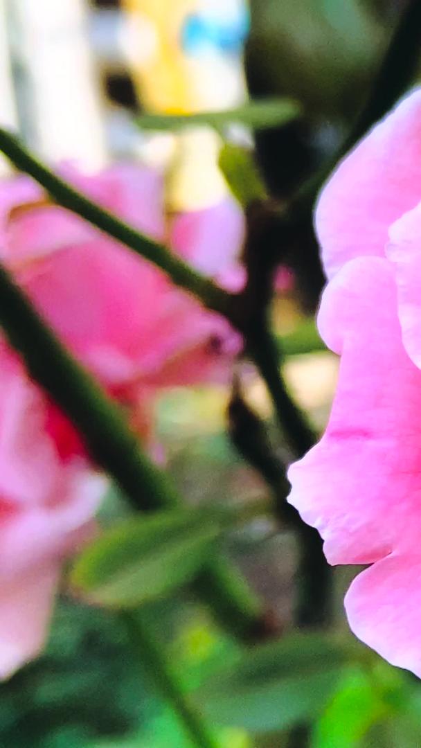 粉红玫瑰花实拍视频的预览图