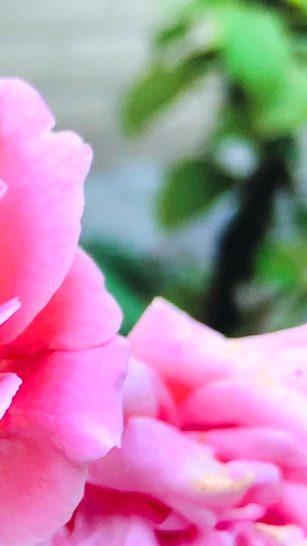 粉红玫瑰花实拍视频的预览图