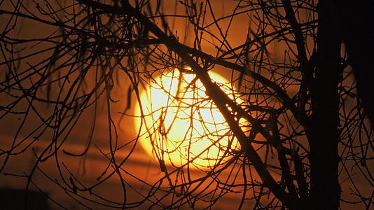 冬日夕阳下的枯枝视频的预览图