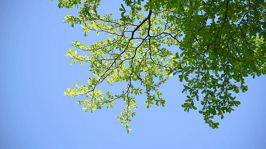 4K春天嫩绿色的树叶视频的预览图