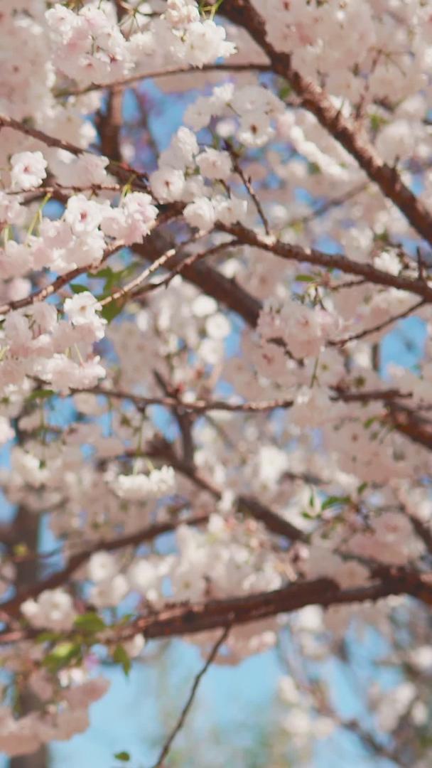 早春美丽的樱花树下女孩视频的预览图