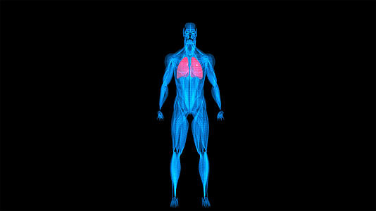 医学人体肺模型动画元素带透明度通道视频的预览图