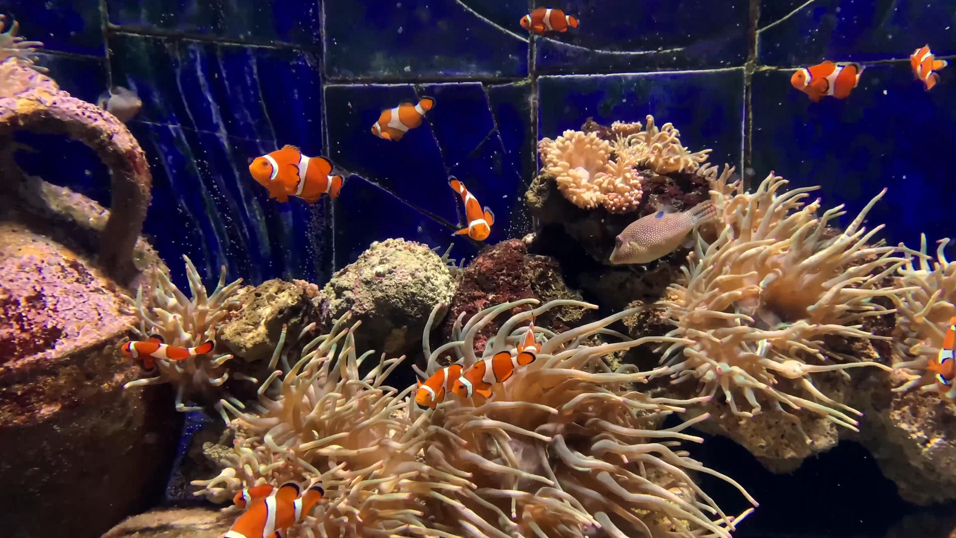 水族馆小丑鱼视频的预览图