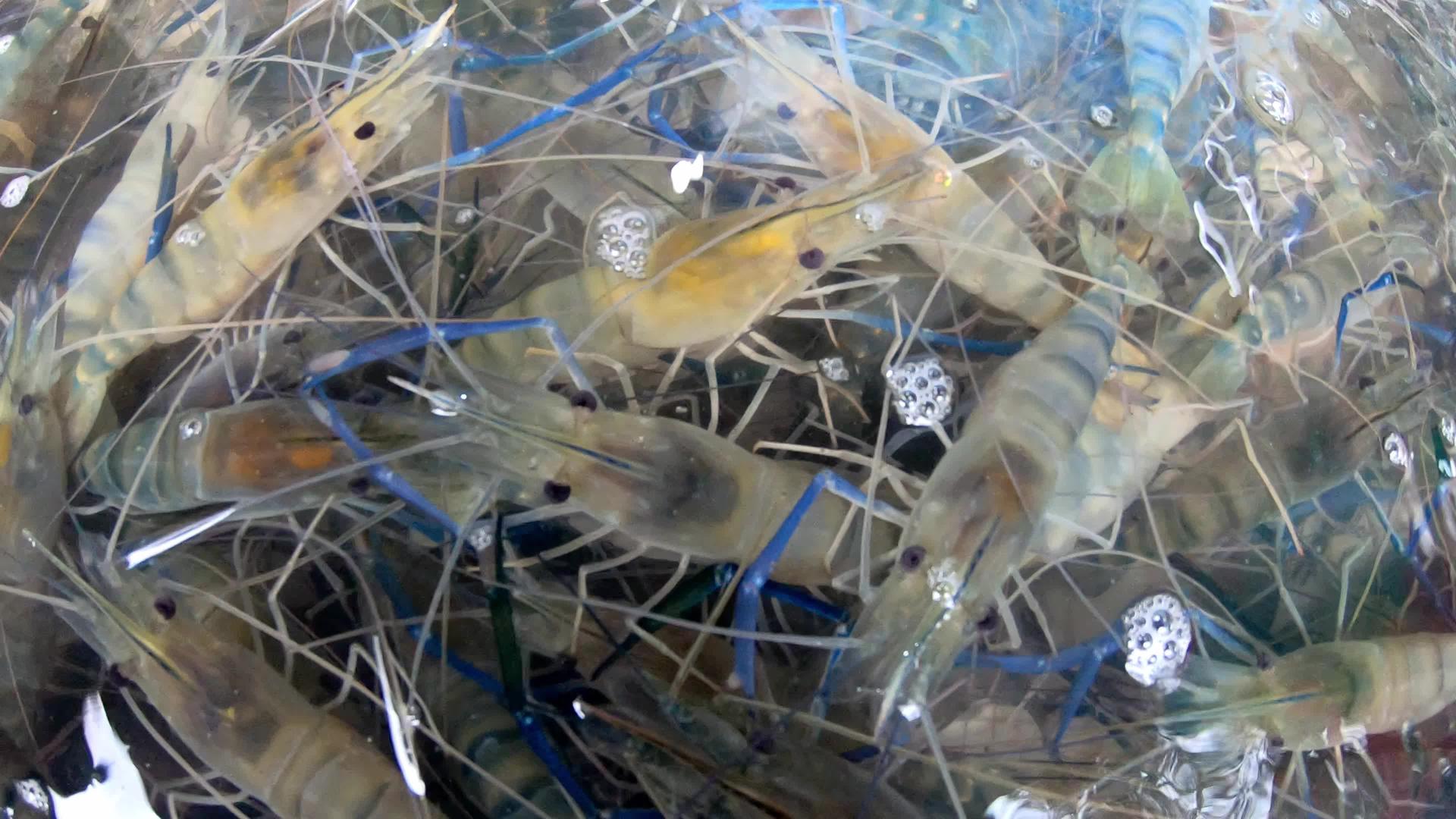 龙虾虾许多水和气泡视频的预览图
