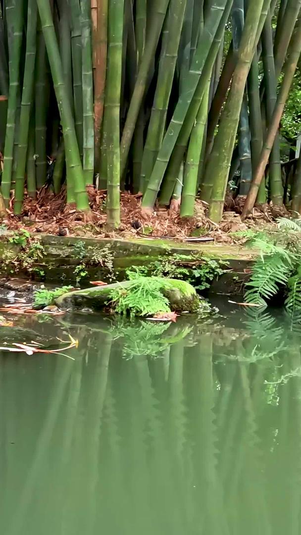 杜甫草堂博物馆成都4A旅游景点园林视频素材视频的预览图
