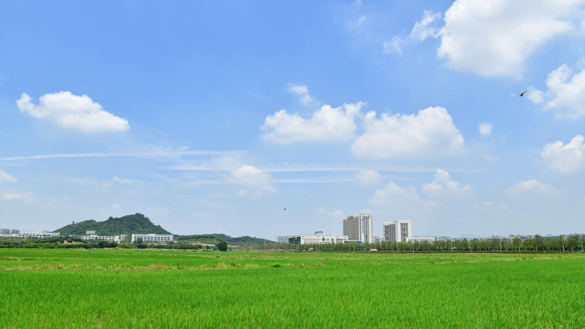 夏天的稻田延时摄影4K视频的预览图