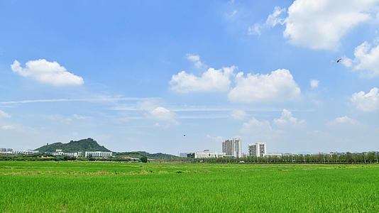 夏天的稻田延时摄影4K视频的预览图