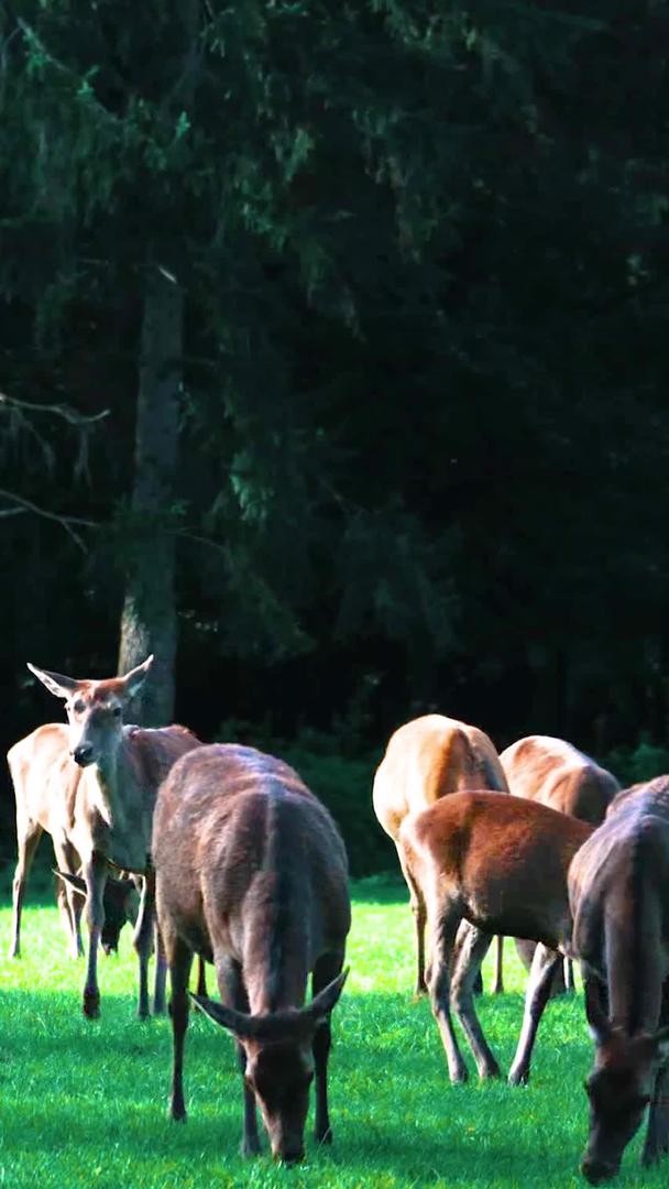 野生动物马鹿梅花鹿群视频的预览图