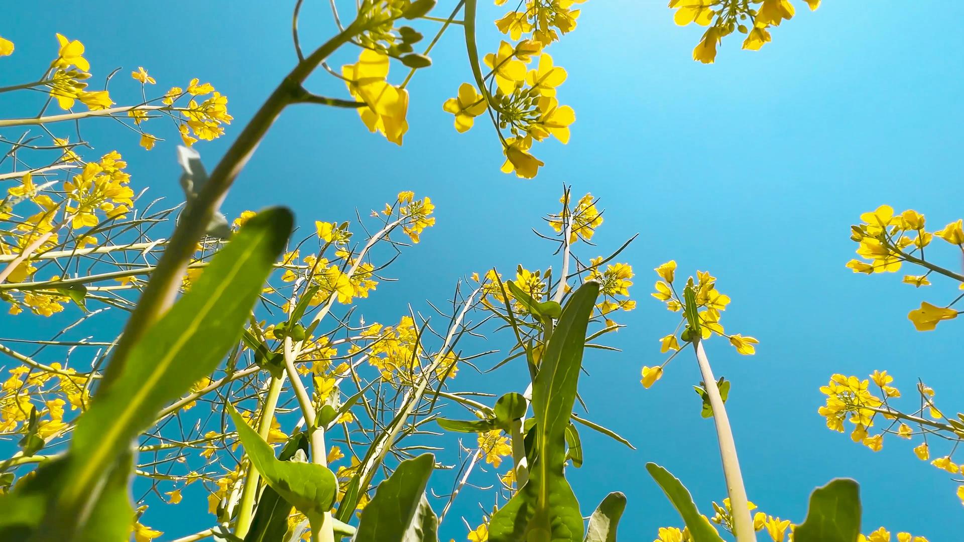 春季4K实拍盛开仰望油菜花蓝天视频的预览图