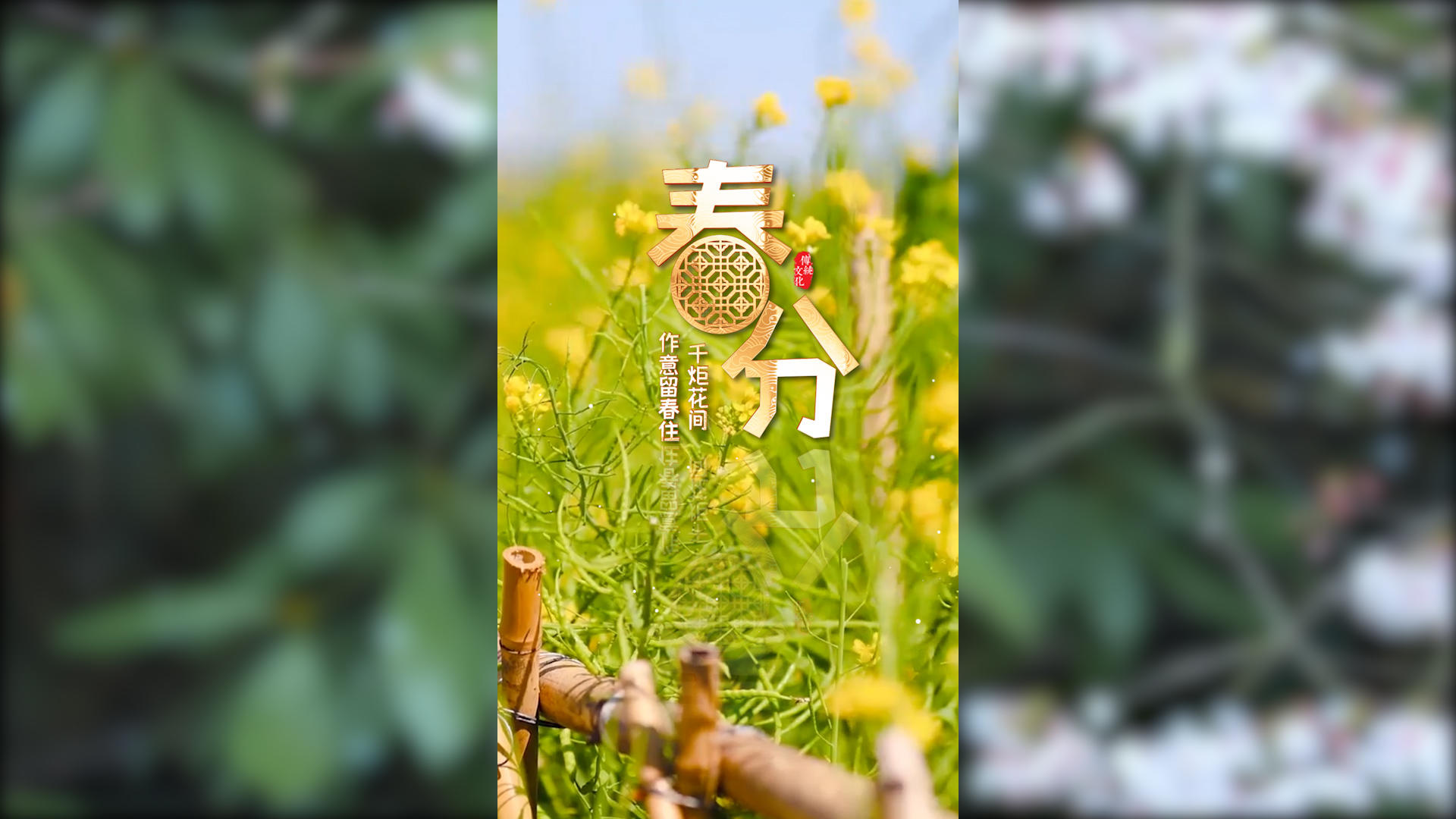 春分油菜花视频AE模板视频的预览图