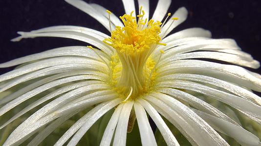 非洲苏普勒植物白花视频的预览图