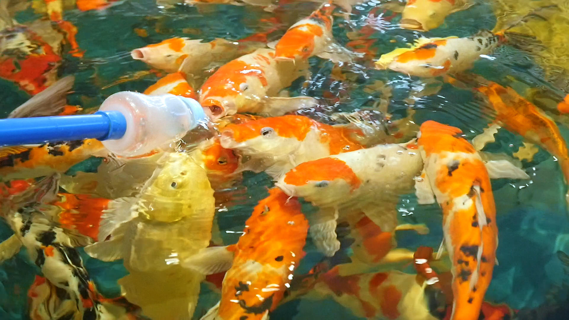 金鱼吃奶鱼视频的预览图