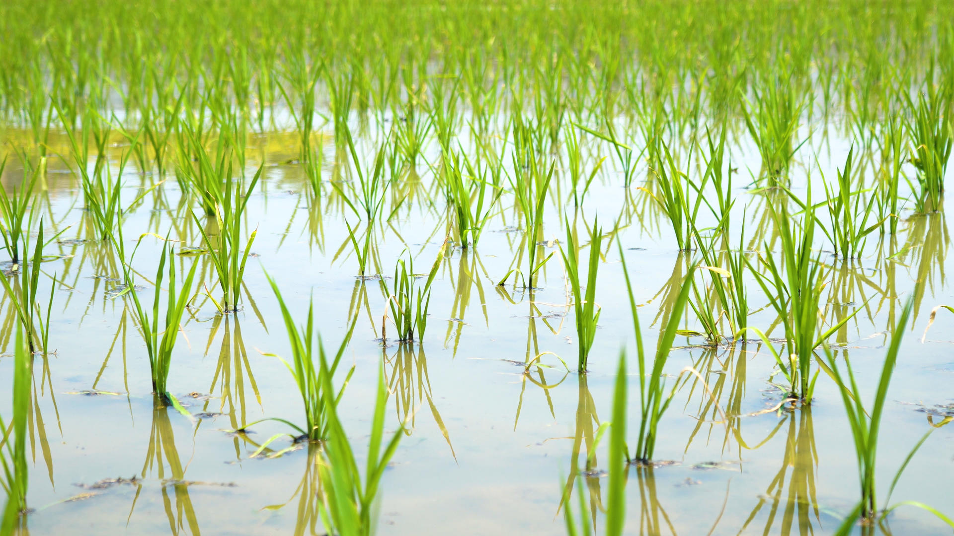 田里的水稻 合集视频的预览图