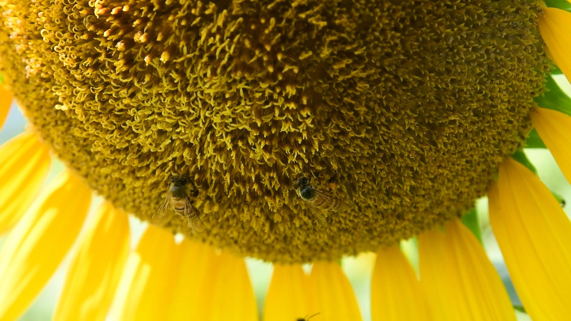 蜜蜂在葵花里采蜜升格视频的预览图
