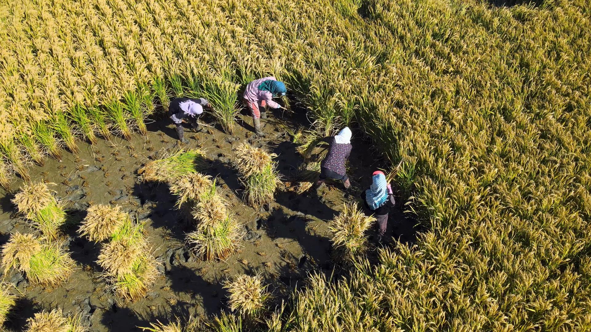 4K农民女性形象稻地里农村视频的预览图