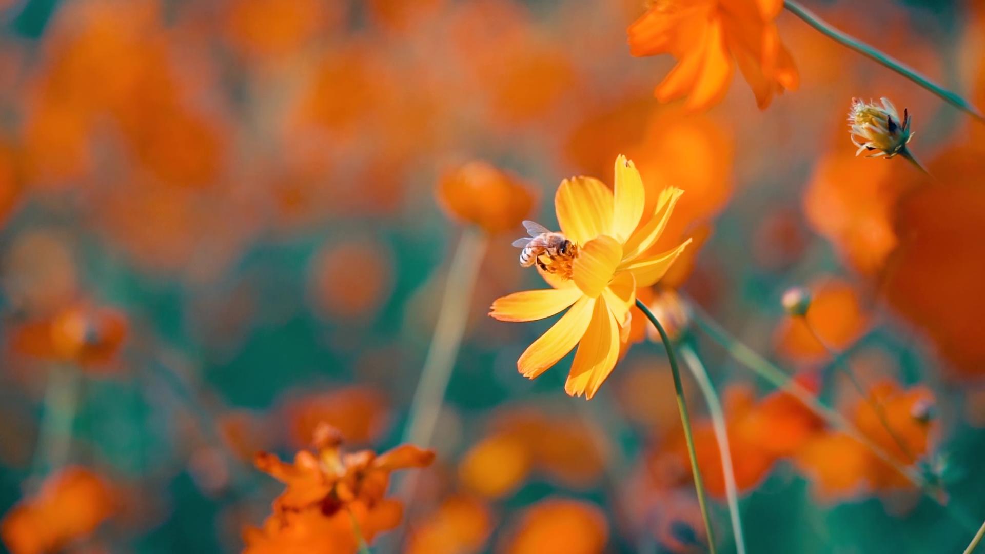 高清花朵摇曳微距视频视频的预览图