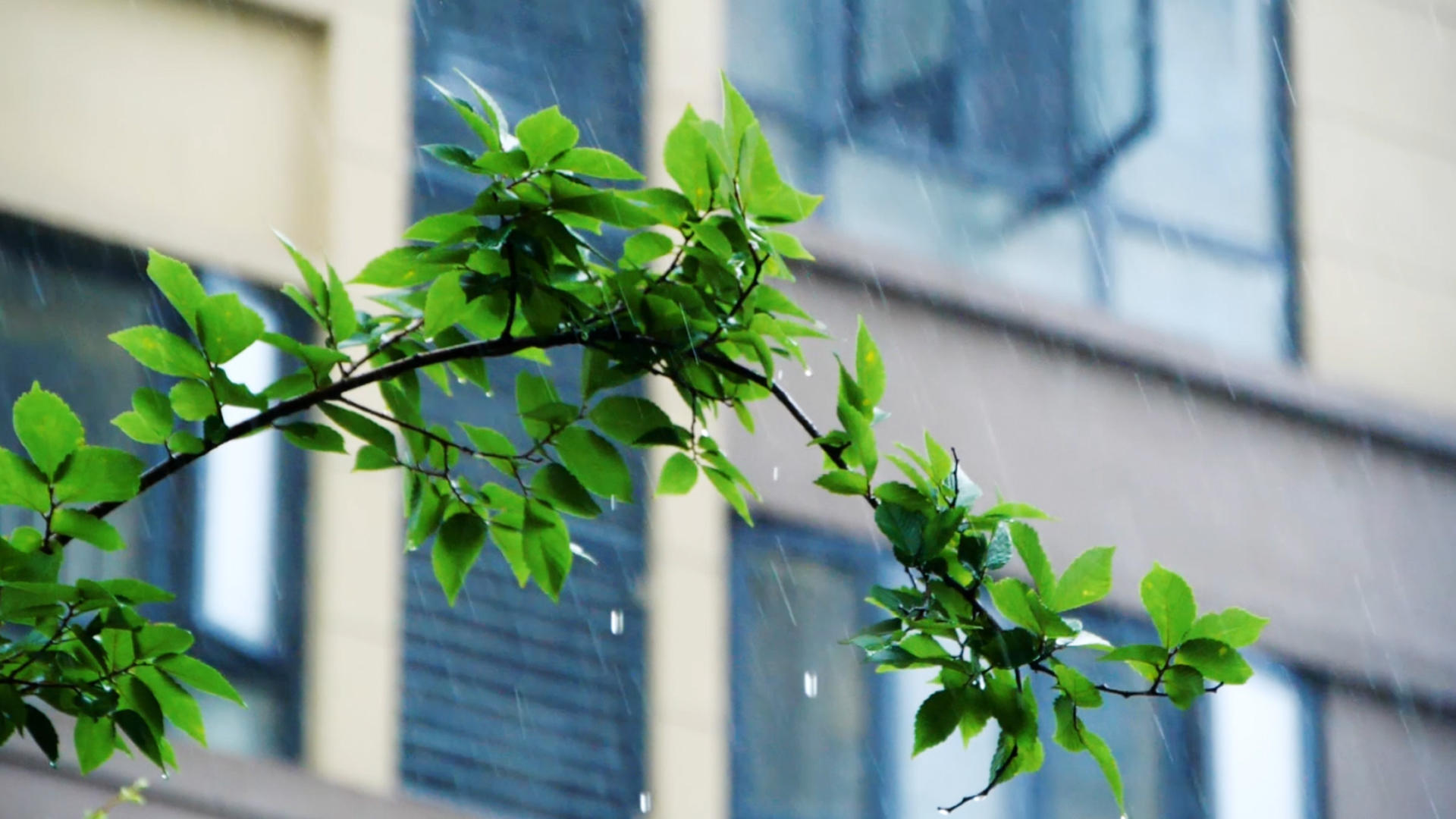 升格夏季暴雨雨中绿植植物滴水大雨雨天视频的预览图