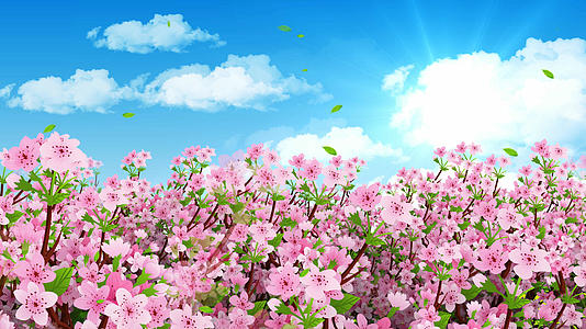 4K唯美的春天桃花背景素材视频的预览图
