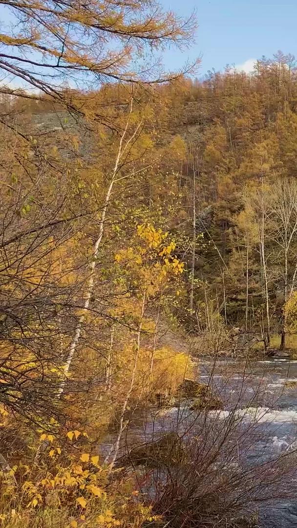 内蒙古阿尔山景区石塘林实拍视频集合集合视频的预览图