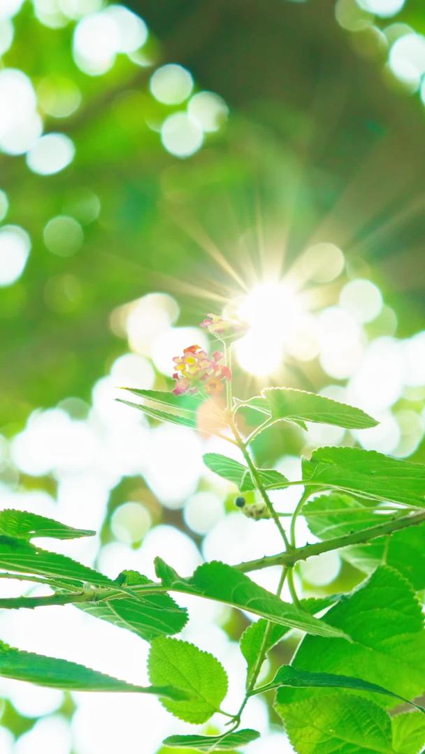 立春春暖花开阳光透过植物透过视频的预览图