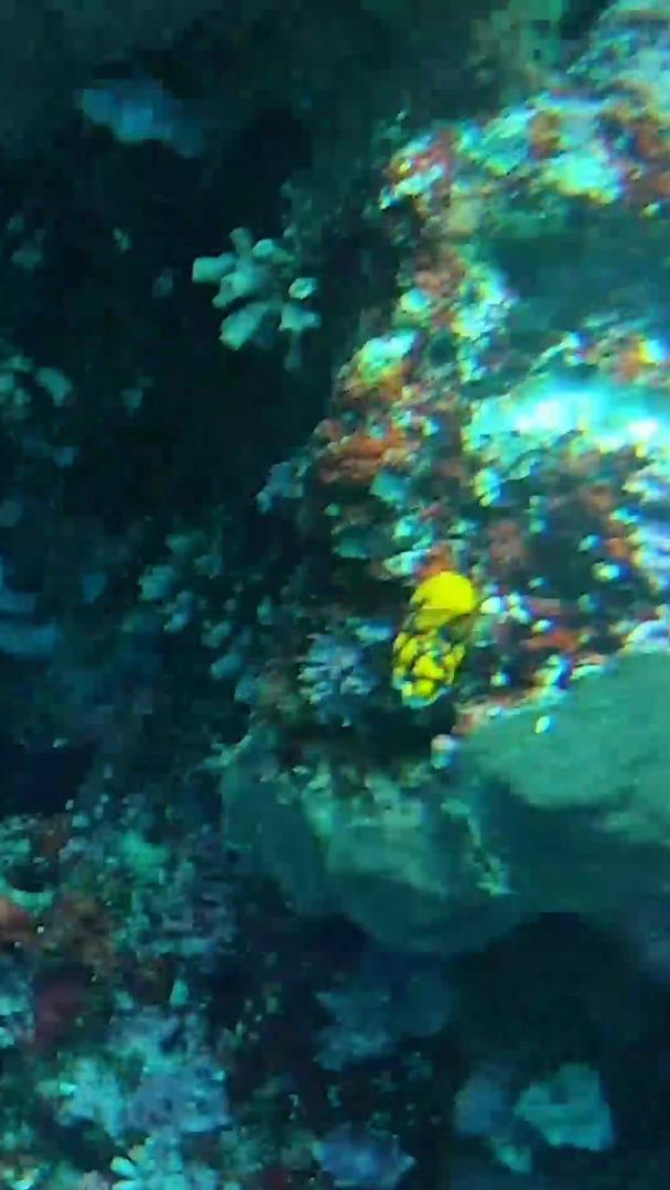 海底世界视频的预览图