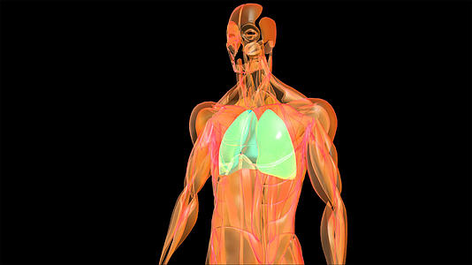 4K人体肺动画元素带透明度通道视频的预览图