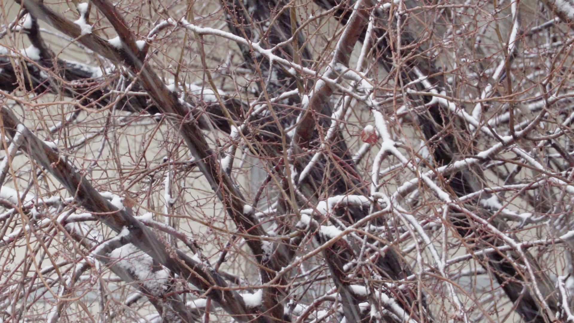 雪落在裸露的树枝上在风中摇摆视频的预览图