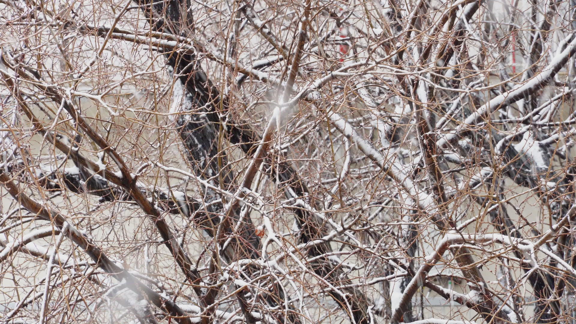 雪落在茂密裸露的树枝上从风中挥舞视频的预览图