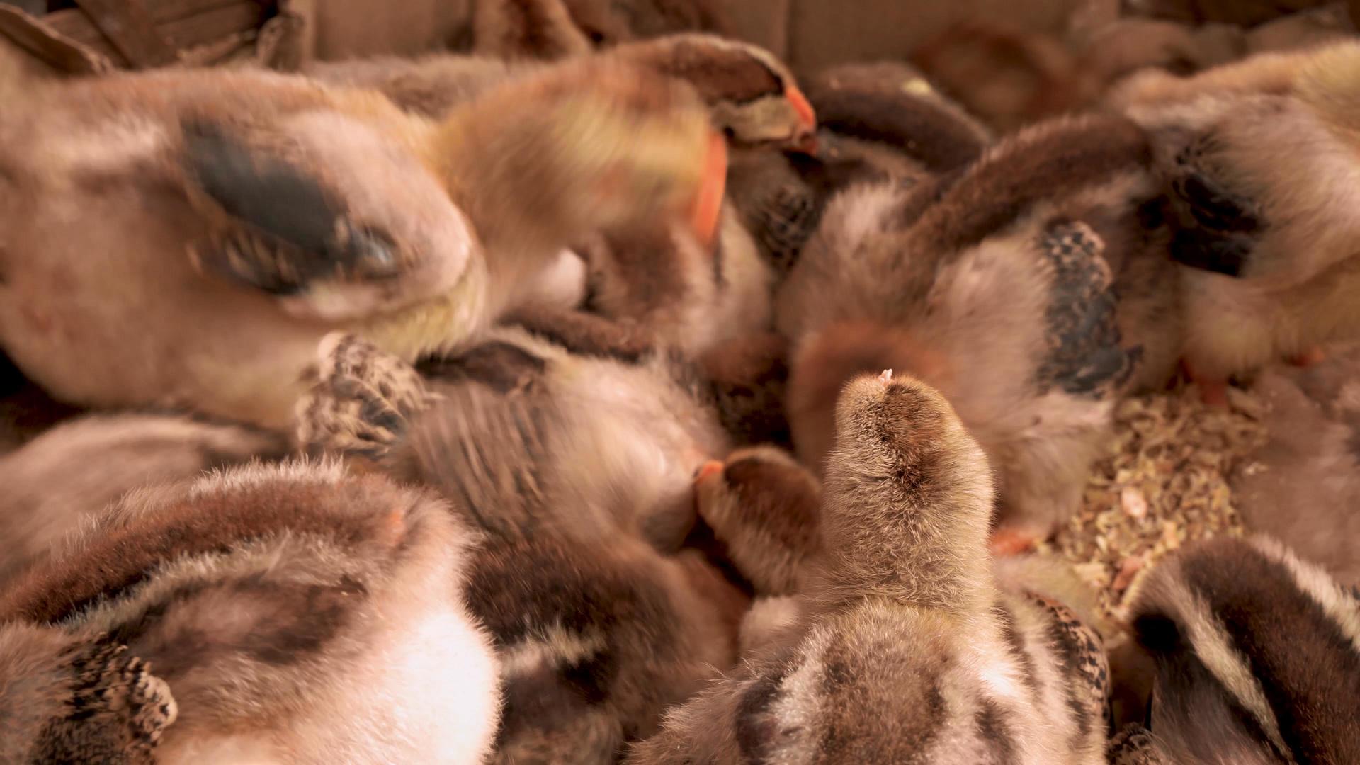 4K实拍养殖业鸡苗雏鸡视频的预览图