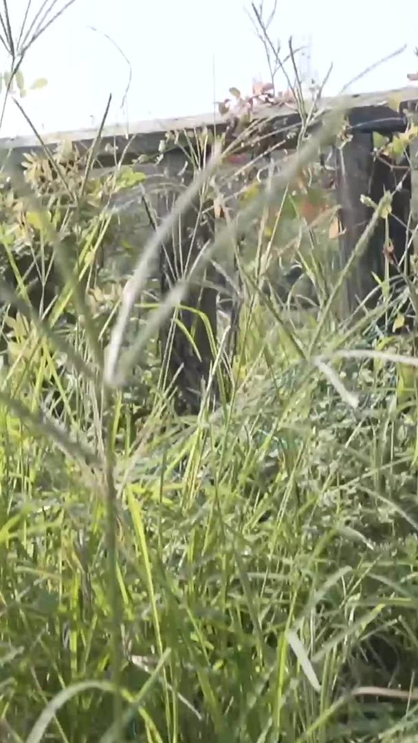 洞庭湖三季稻田视频的预览图