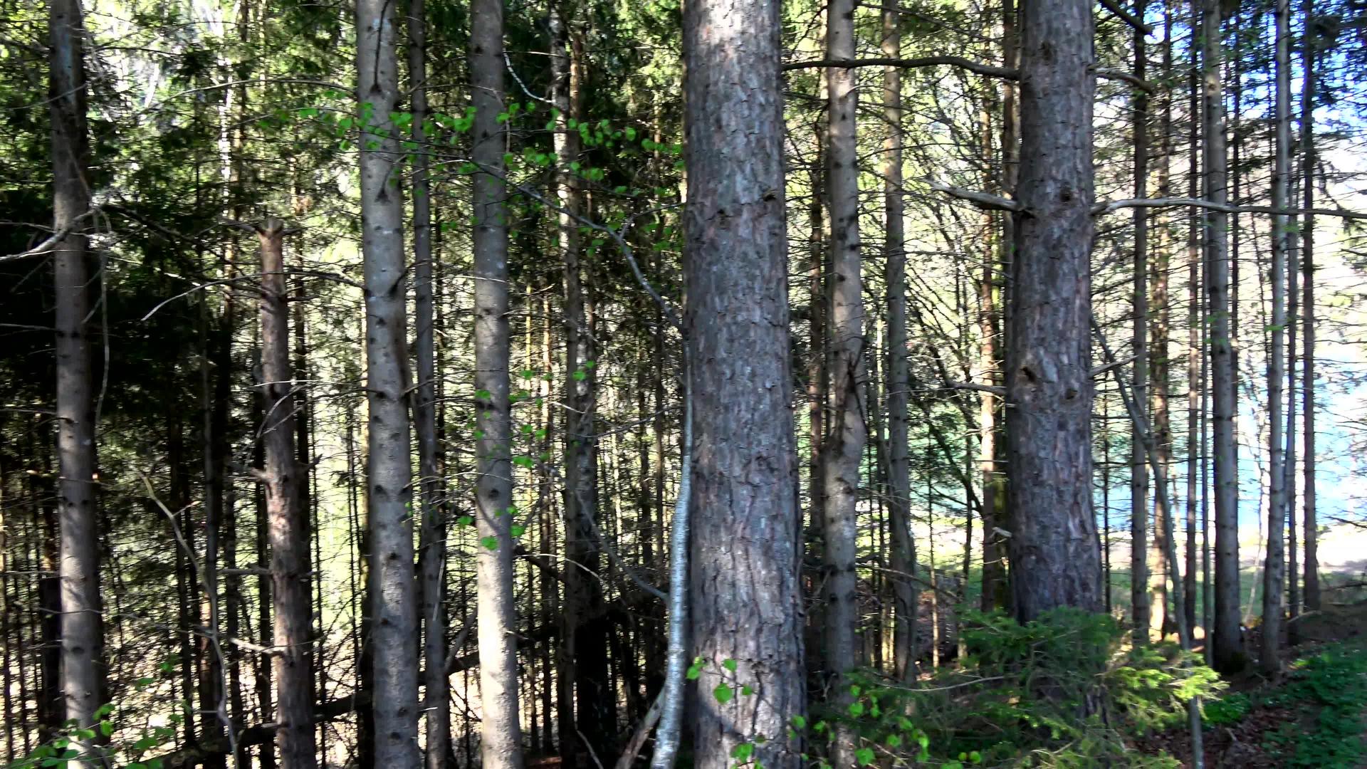 森林在奥斯特里亚克拉姆萨赫附近视频的预览图