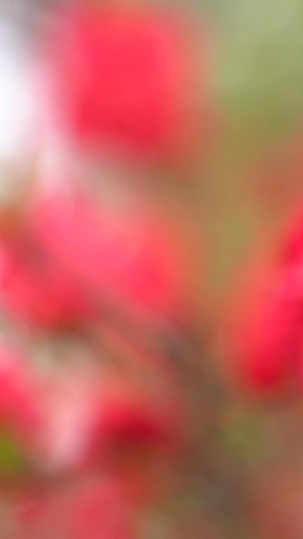 春暖花开的碧桃视频的预览图