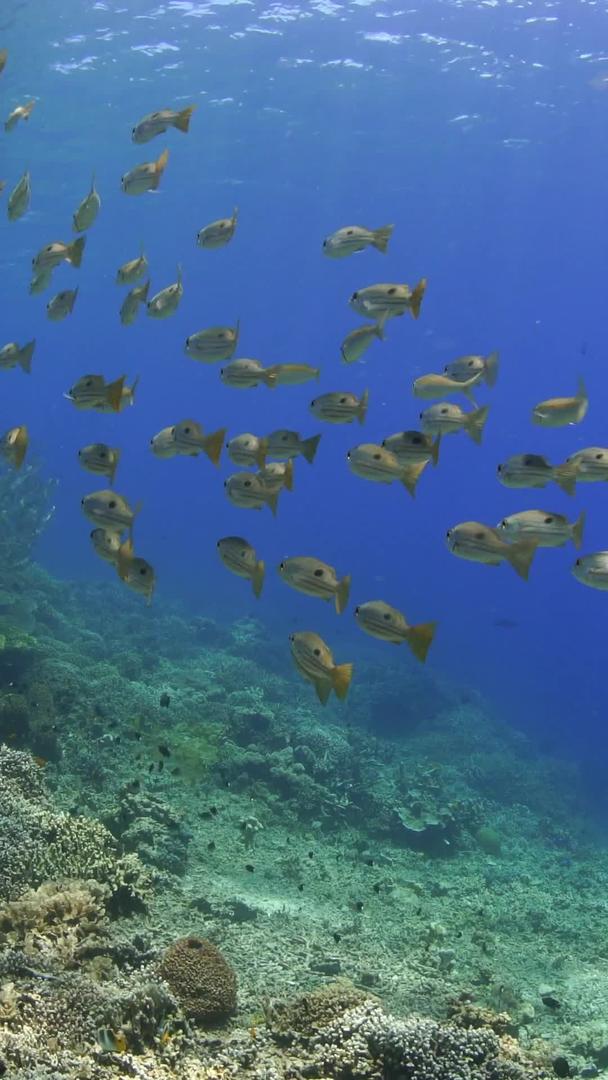 黄鱼群在海底成群结队视频的预览图
