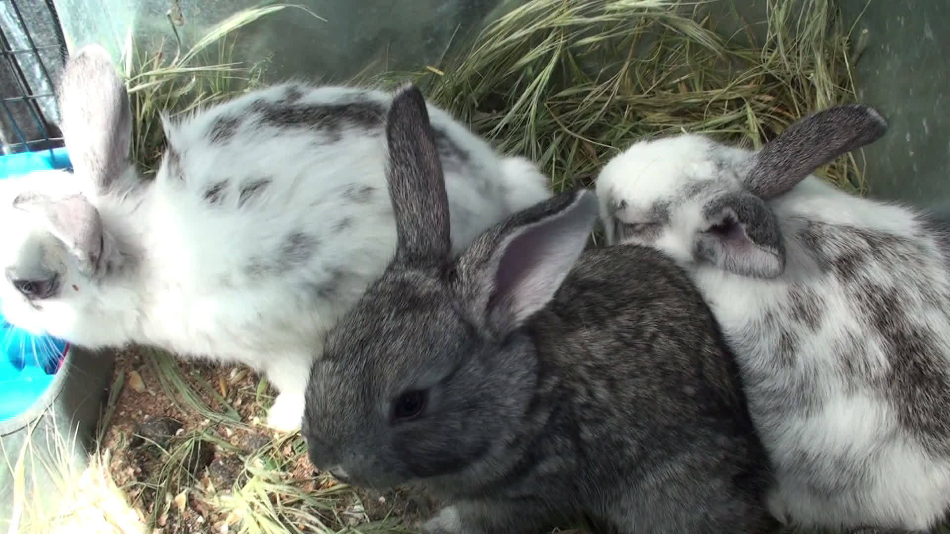 小兔子在笼子里视频的预览图