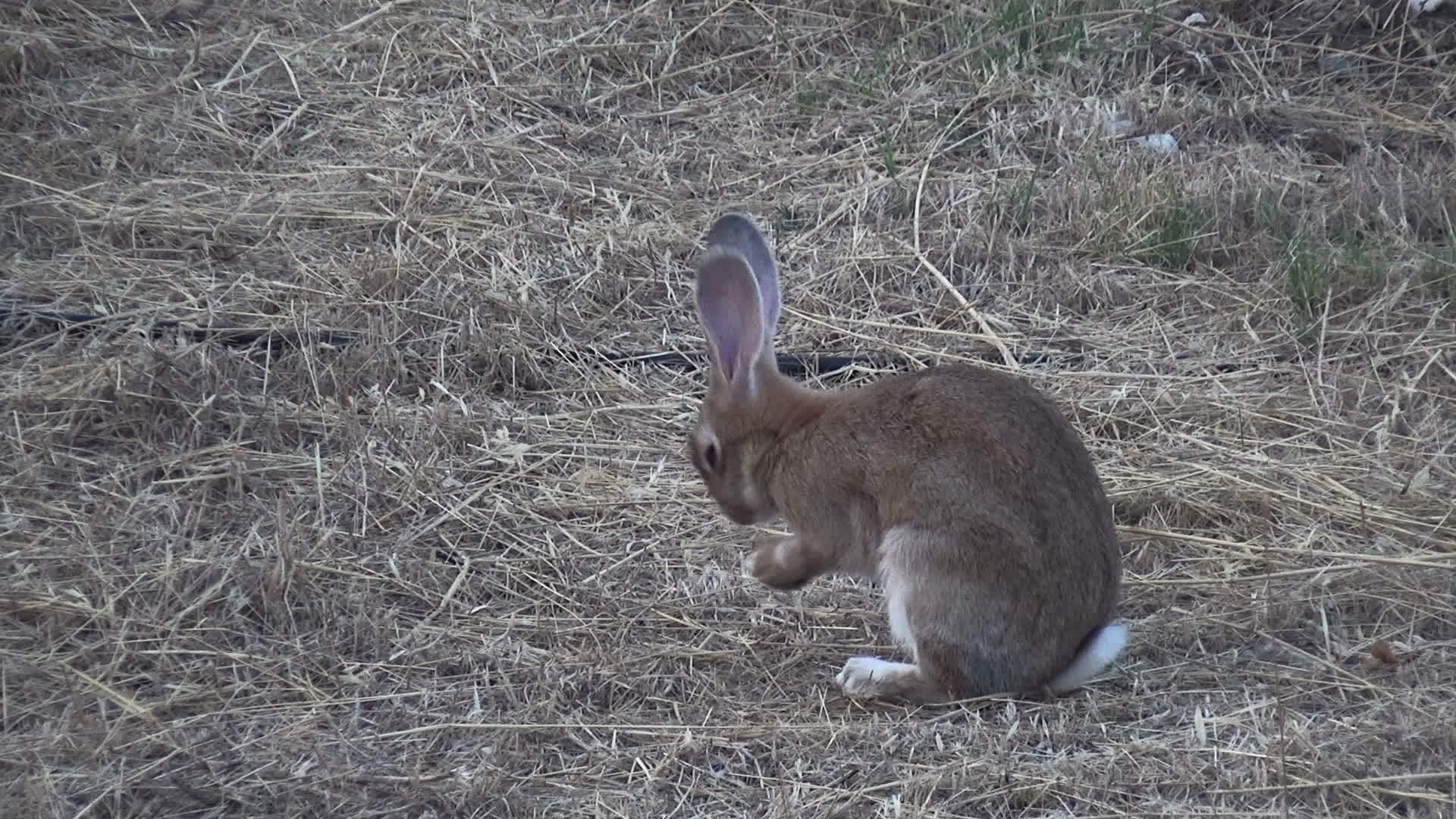 兔子在田野里视频的预览图