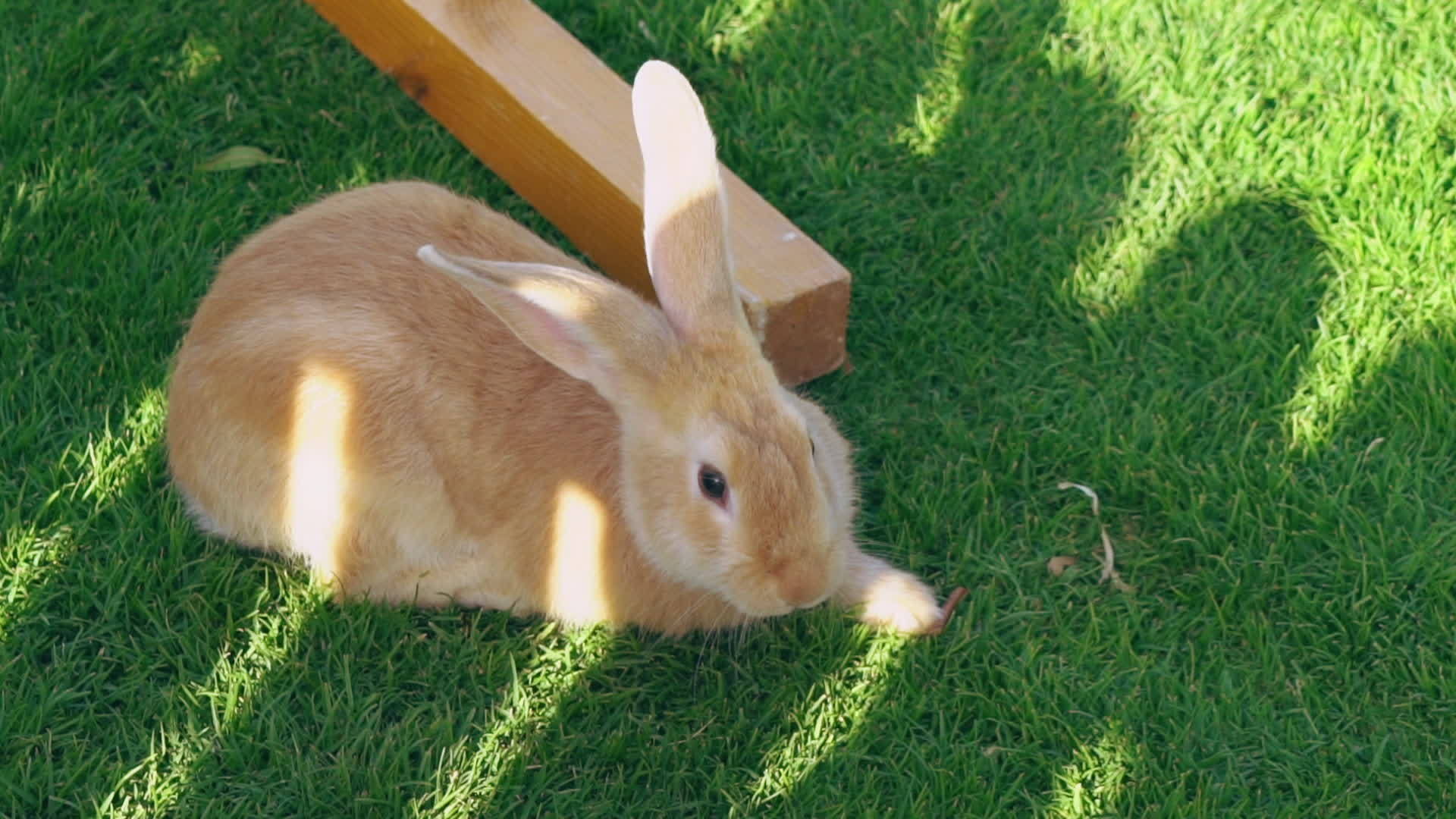 兔子坐在绿草上吃它视频的预览图