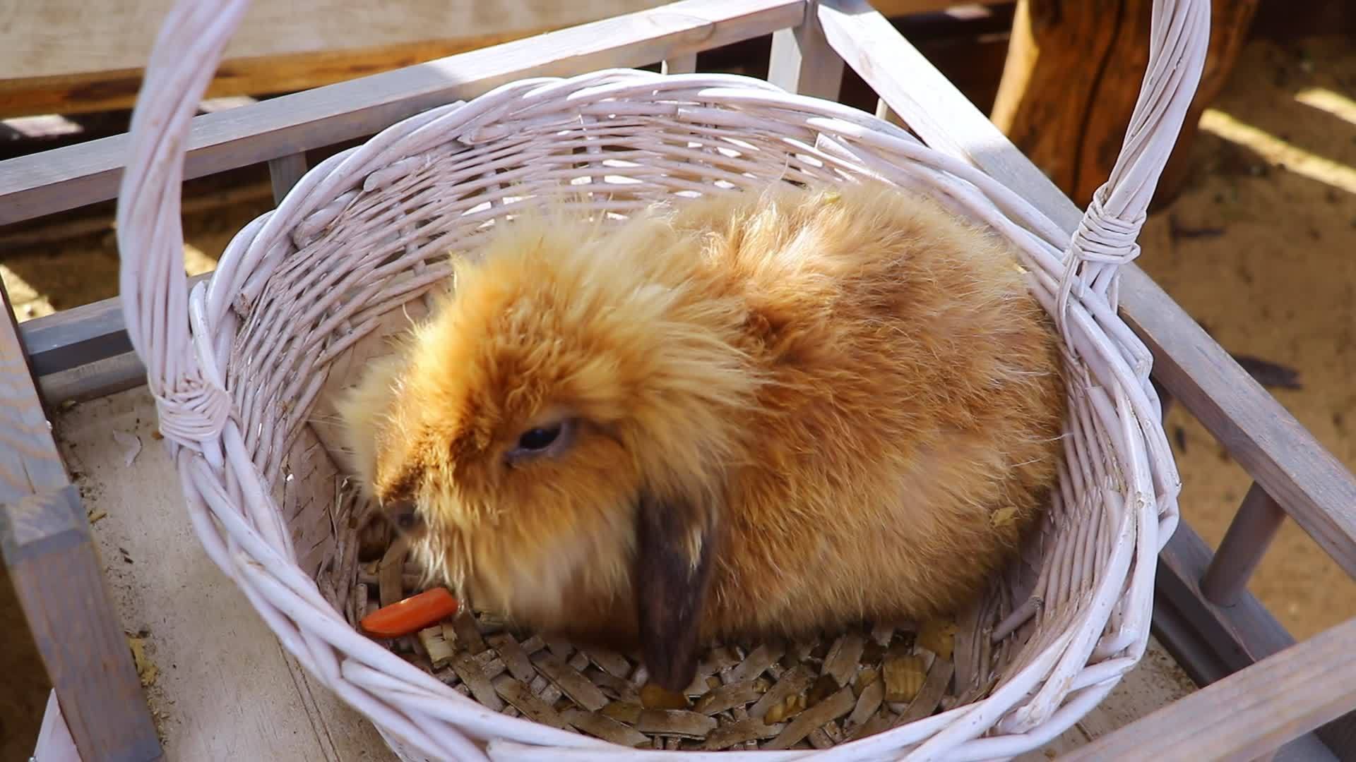 一只年轻的兔子坐在篮子里吃胡萝卜视频的预览图