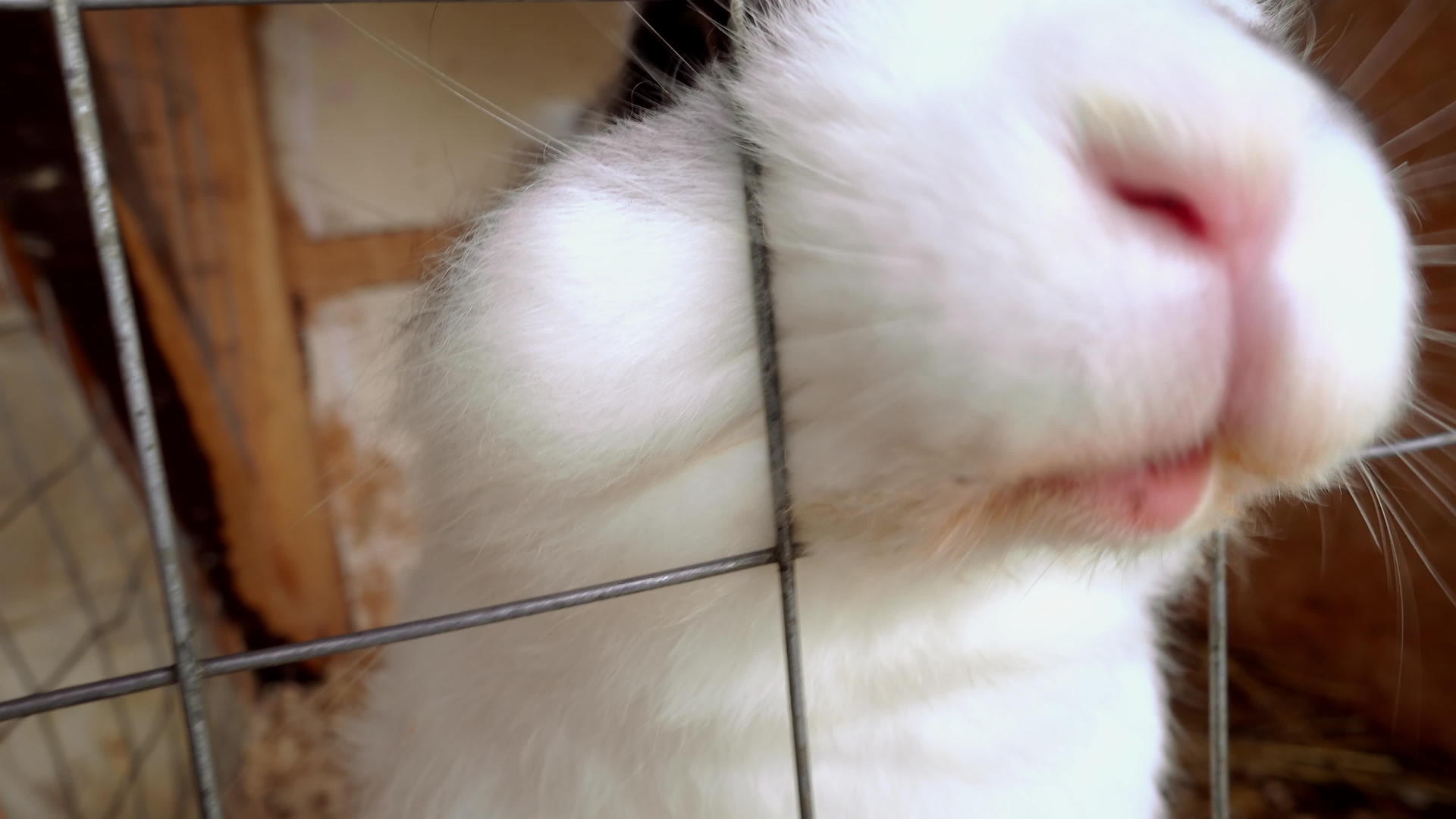 兔子在农场的笼子里视频的预览图