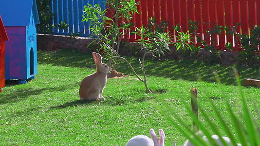 一只黄兔坐在红栅栏附近的绿色草坪上吃着叶子视频的预览图