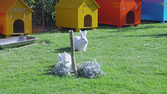 两只小白兔吃草视频的预览图