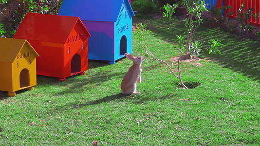 一只兔子坐在一棵小树旁边吃着叶子视频的预览图